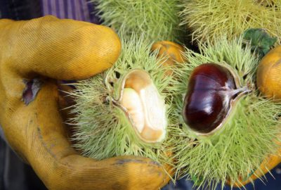 Yüksek rekolte şekerlemecilerin yüzünü güldürdü