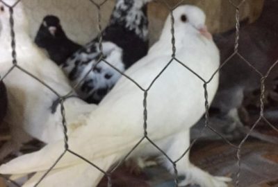 ‘Bursa Oynarı’ görücüye çıktı