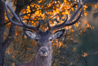 Kızıl geyiklerin birbirlerine yaptıkları kurları görüntüledi