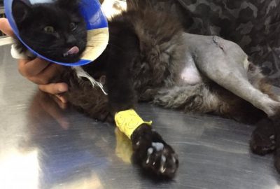 Ayakları parçalanan kedi ölümden kurtarıldı