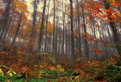 Uludağ sonbahar ile renklendi