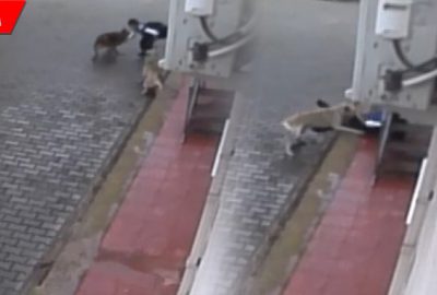 Aç kalan köpekler ilkokul öğrencisine böyle saldırdı