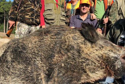Bursa’nın dağ yörelerini domuzlar bastı