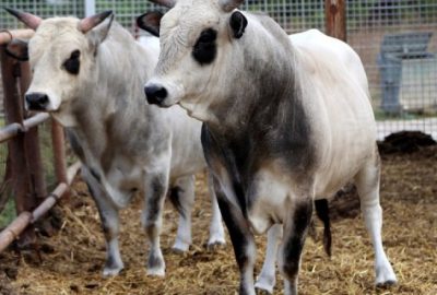 ‘Boz sığır’ klon sürüsü çoğalıyor