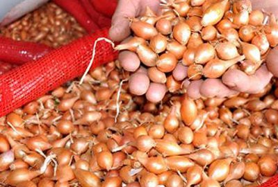 Kuru soğan fiyatında artış beklenmiyor