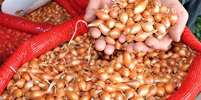 Kuru soğan fiyatında artış beklenmiyor