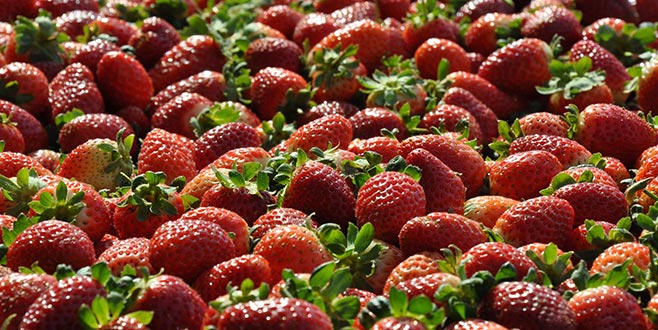 Kurşunlu çileğinde yılın son hasadı