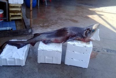 Mudanya’da balıkçıların ağına köpek balığı takıldı