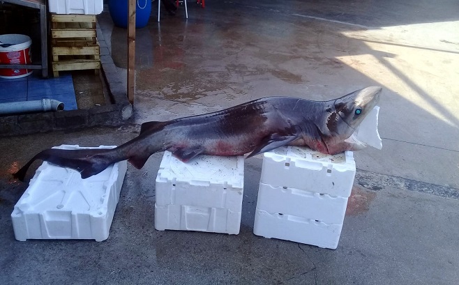 Mudanya’da balıkçıların ağına köpek balığı takıldı Mudanya’da balıkçıların ağına köpek balığı takıldı