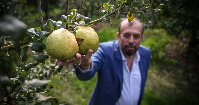 Lezzeti, dayanıklılığı ve boyutuyla ünü dünyaya yayılan deveci armudunda, sıcak