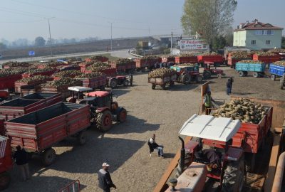 Pancardaki hastalık, çiftçiyi üzüyor