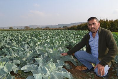 Karnabahar, lahana ve brokolide rekolte sevindiriyor