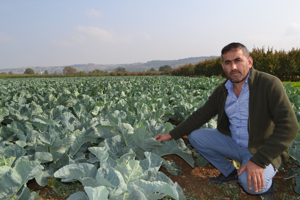 Karnabahar, lahana ve brokolide rekolte sevindiriyor