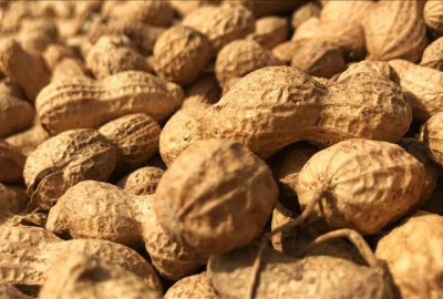 Yer fıstığı üretimi artıyor