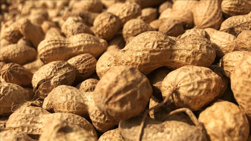 Yer fıstığı üretimi artıyor