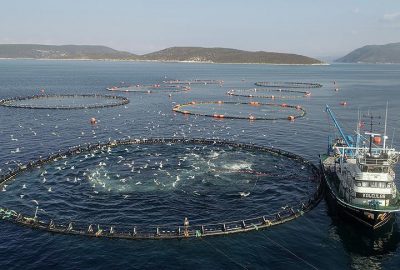 Alabalık, levrek ve çipura için yeni alanlar belirlenecek