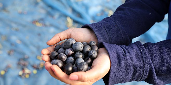 ‘Topraktan halka’ zeytin hasadı başladı
