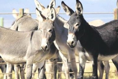 Oyunculuğu bırakıp, Balkan eşeği satın aldı! Ticarete atılıyor