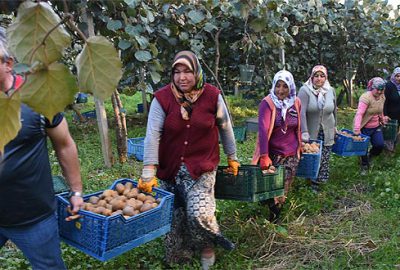 Bataklıktan 450 ton kivi