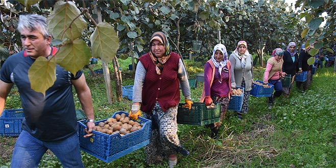 Bataklıktan 450 ton kivi