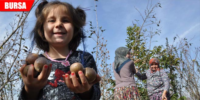 Hasat başladı yüzler gülüyor… Hasat başladı yüzler gülüyor…