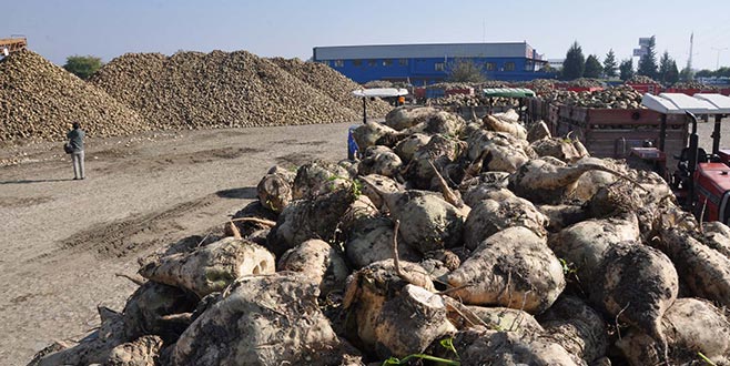 Pancar üreticisi sıkıntılı