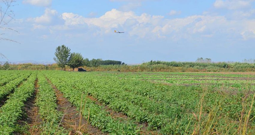 Tarım ve Orman Bakanı Pakdemirli, Hazine arazilerinin çiftçilere kiralanması projesinde