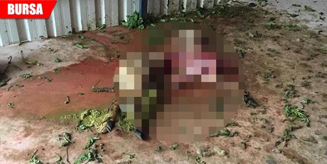 Aç kalan köpekler kuzuyu parçaladı Aç kalan köpekler kuzuyu parçaladı