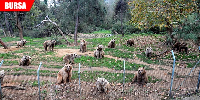 Kış uykusu için enerji depoluyor
