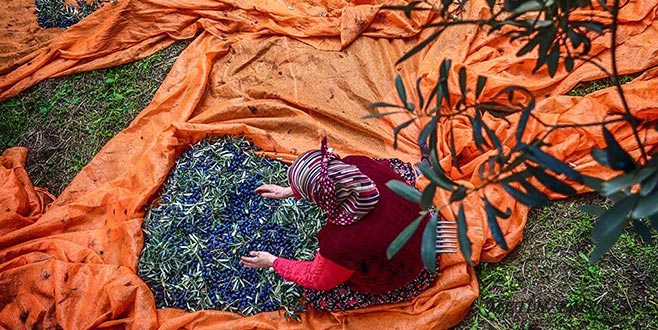 Marmarabirlik İznik’te rekor zeytin alımı