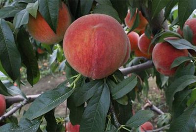 Rusya’ya en çok şeftali satıldı