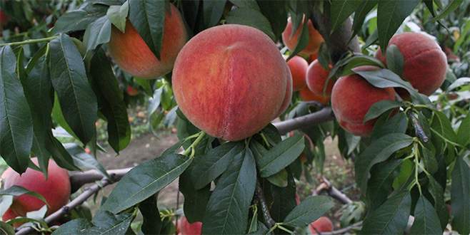 Rusya’ya en çok şeftali satıldı Rusya’ya en çok şeftali satıldı