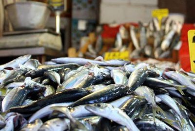 Türkiye’den 64 ülkeye balık