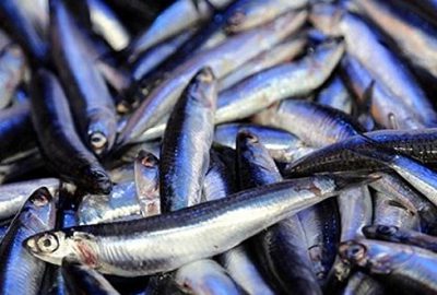 Hamsi Karadeniz’de 5 liraya düştü