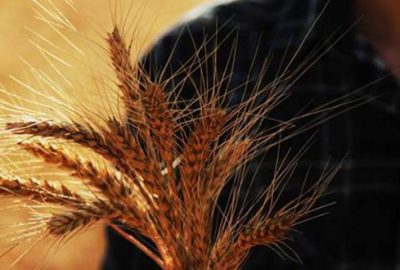 Bakan Pakdemirli müjdeyi verdi! Ödemeler başlıyor