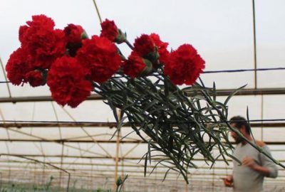 65 ülkeye çiçek ihracatı