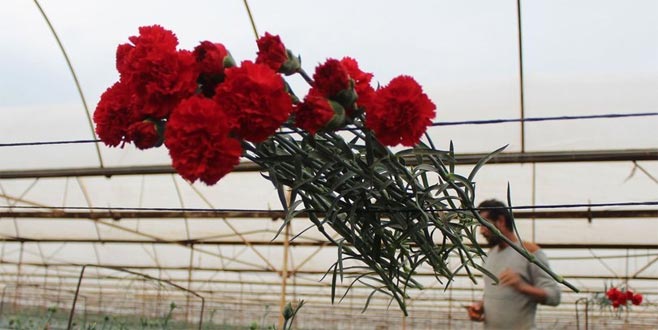 65 ülkeye çiçek ihracatı 65 ülkeye çiçek ihracatı