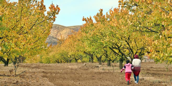 Kayısı bahçelerinde görsel şölen Kayısı bahçelerinde görsel şölen