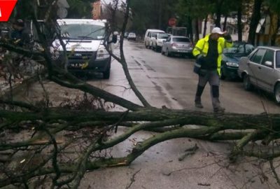 Devrilen Ağaç Yolu Trafiğe Kapattı