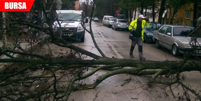 Devrilen Ağaç Yolu Trafiğe Kapattı