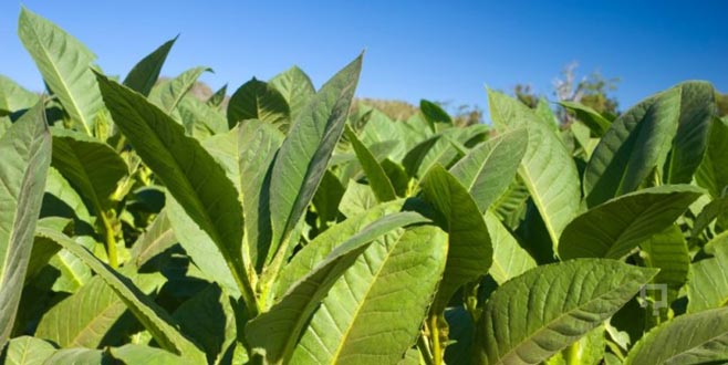 Türkiye oryantal tütünde lider