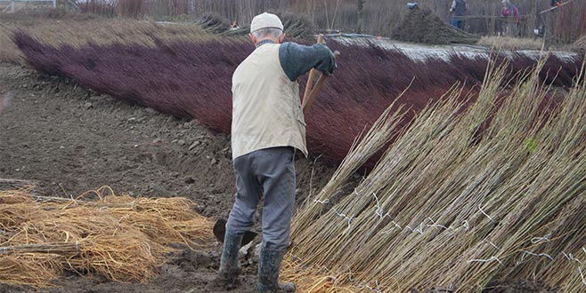 Döviz getiren ‘çöğür’ün hasadı başladı Döviz getiren ‘çöğür’ün hasadı başladı