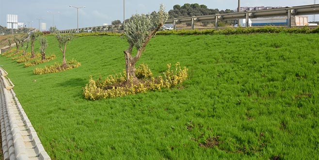 Gemlik’teki kavşaklarda peyzaj çalışması