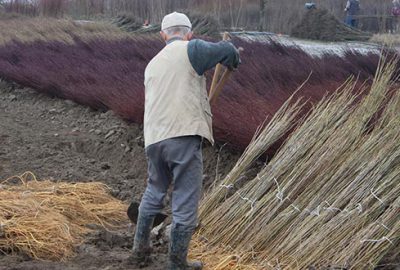 Cerrah’a döviz getiren çöğür hasadı başladı