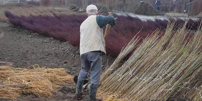 Cerrah’a döviz getiren çöğür hasadı başladı