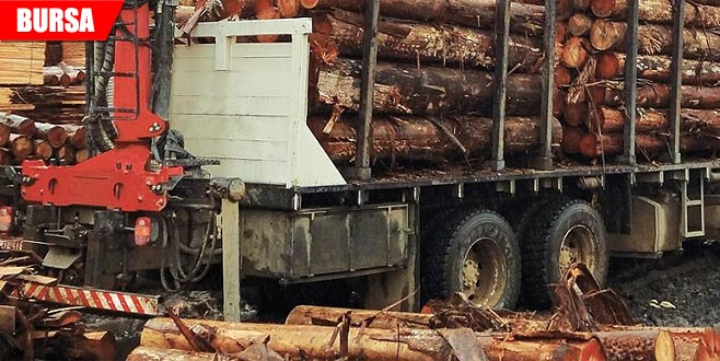 Kestiği tomrukların altında kaldı! Hayata 13 gün tutunabildi Kestiği tomrukların altında kaldı! Hayata 13 gün tutunabildi