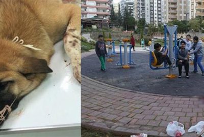 Çocuk parkındaki sokak köpeklerine pompalıyla saldırı