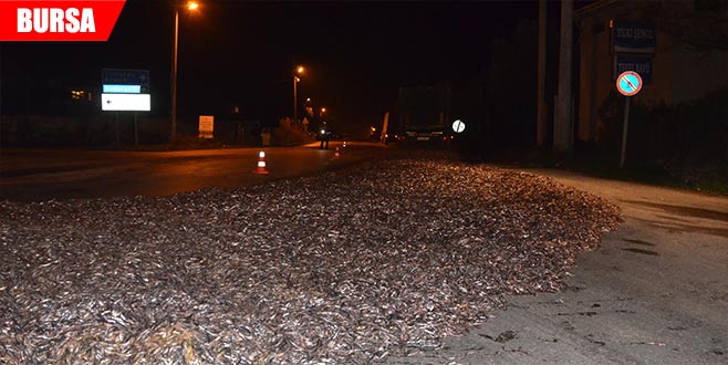 15 ton hamsi yola döküldü 15 ton hamsi yola döküldü