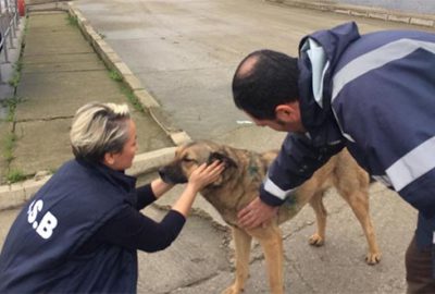 Maganda kurşunuyla yaralanan köpek sağlığına kavuştu