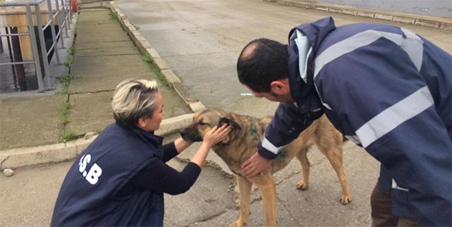 Maganda kurşunuyla yaralanan köpek sağlığına kavuştu Maganda kurşunuyla yaralanan köpek sağlığına kavuştu